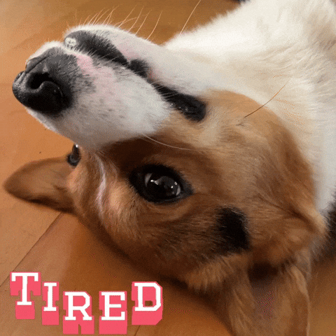 Tired Corgi GIF