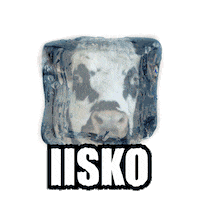 Ice Cow Sticker by Omrop Fryslân
