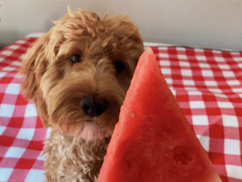 Snack Time