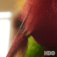 Dogs GIF by HBO