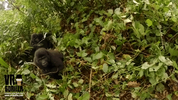 Mountain Gorilla Takes a Selfie