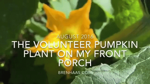 brenhaas giphygifmaker pumpkin bee gardenchat GIF