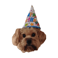 happy birthday yorkie STICKER by imoji