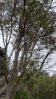 'Roaring Like a Lion' - Koala's Growl Delights Nature Lover
