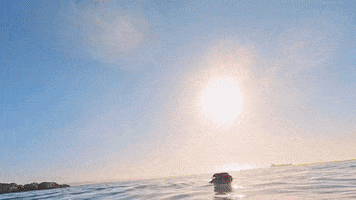 Sharks Jaws GIF by Shark Week