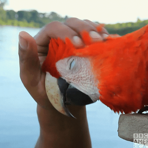 Birds Parrot GIF by BBC America