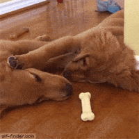 caring GIF