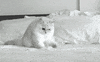 cat GIF