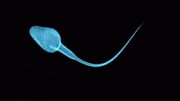 Sperm GIF by memecandy