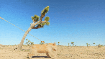 Yoga Cactus GIF by Bay Ledges