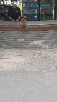 Monkey Funny Animals GIF by ViralHog