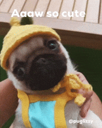 Cute Puppy GIF