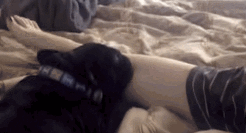 french bulldog GIF
