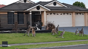 Boxing Kangaroos Spotted in Front of Family Home in New South Wales