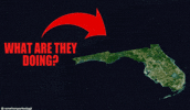 Florida What Are They Doing GIF