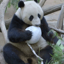 San Diego Ball GIF by San Diego Zoo Wildlife Alliance