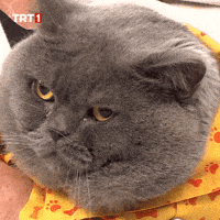 Cat Rage GIF by TRT