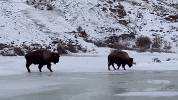 Bison Slips on Ice at Yellowstone National Park