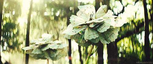 snow white and the huntsman butterfly GIF