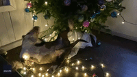 Mischievous Bull Terrier Gets Tangled in Christmas Tree Lights