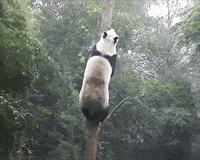 panda GIF