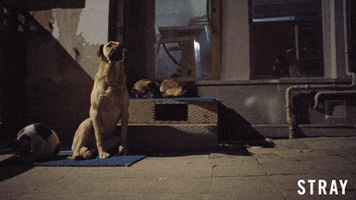 Stray Dog Love GIF by Magnolia Pictures
