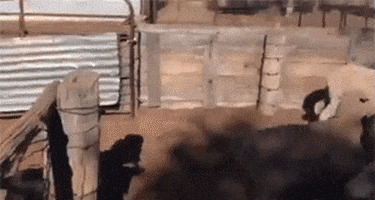 excuse pardon GIF