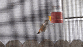 Hummingbird at feeder