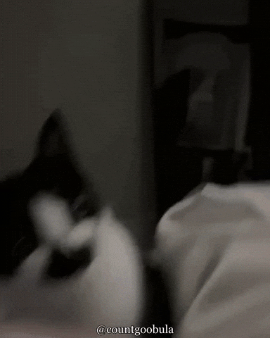 Shocked Cat GIF