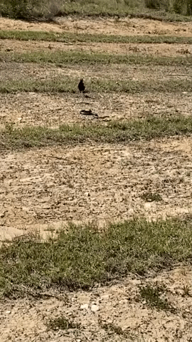 Magpies Team Up on Snake in Rural New South Wales