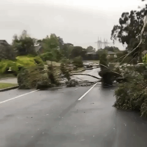 Tree Toppled by Intense Winds Amid Weather Warnings in Melbourne