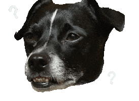 Confused Dog Sticker