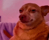 Dog Idk GIF