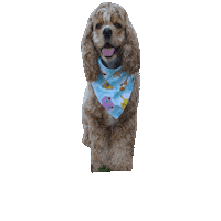 Cocker Spaniel Pokemon Sticker by Geekster Pets