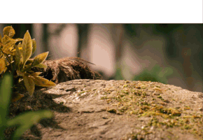 aardman  GIF