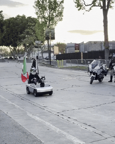 Police Dog GIF by SWAGGY WOLFDOG