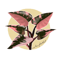 Pink Houseplants Sticker