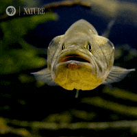 Pbs Nature Study GIF by Nature on PBS