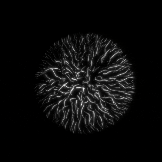 Black And White Loop GIF by xponentialdesign