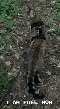 volpspet cat cats gato gatos GIF