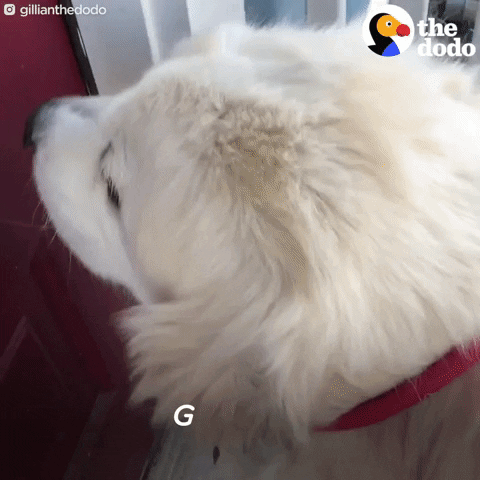 Golden Retriever Dog GIF by The Dodo