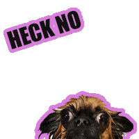 hattiekin chihuahua heck no hattiekin sassy dog Sticker