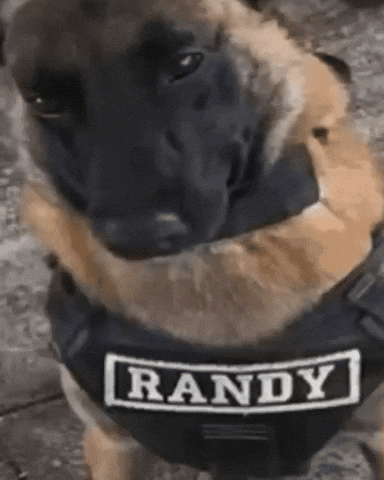 Randy Germanshepard GIF by Respective