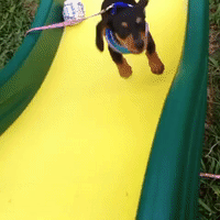Mini Dachshund Fails to Climb Slide