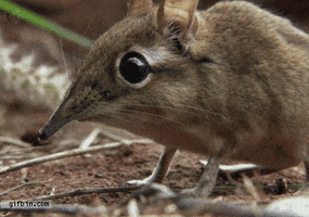big eyes GIF