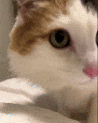 Cat Kitty GIF