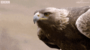 uk england GIF by BBC Earth
