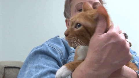 spencernews giphyupload GIF