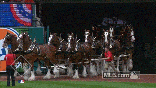 413748 GIF by MLB