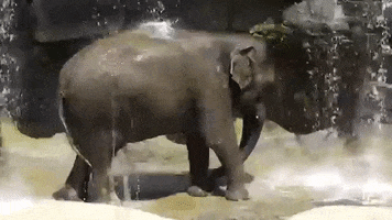 los angeles zoo elephant GIF by Los Angeles Zoo and Botanical Gardens